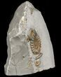 Beatiful Arnioceras Ammonite - England #46150-2